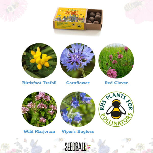 Christmas Wildflowers Seedball Box - Image 3