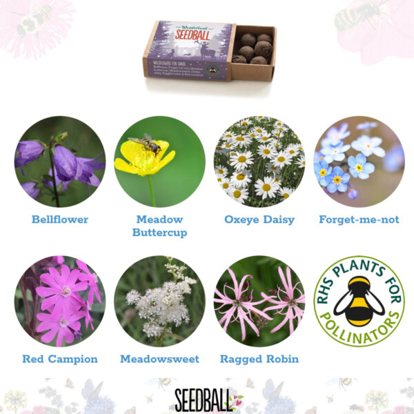 Christmas Wildflowers Seedball Box - Image 5