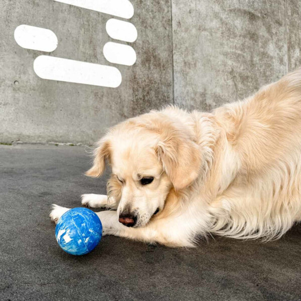Planet Ball 2-in-1 Dog Activation & Fetch Toy in Natural Rubber - Image 3
