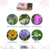 Royal Entomological Society Seedball Box - Image 2