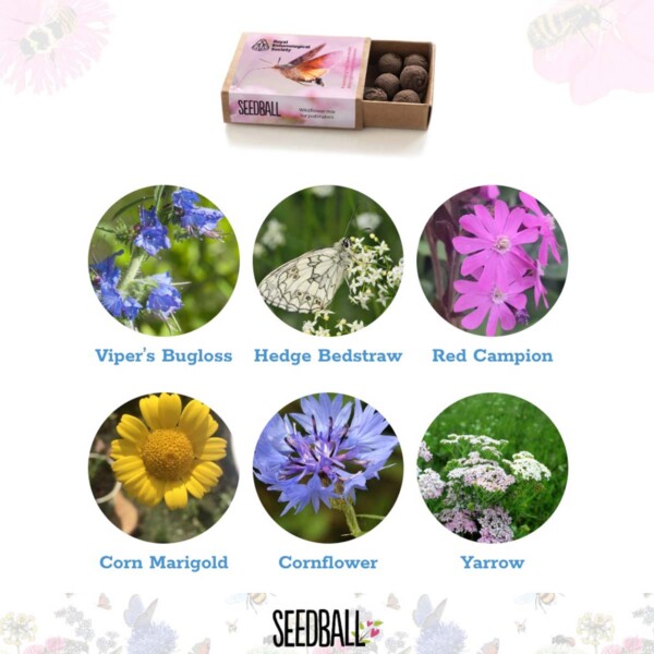 Royal Entomological Society Seedball Box - Image 2