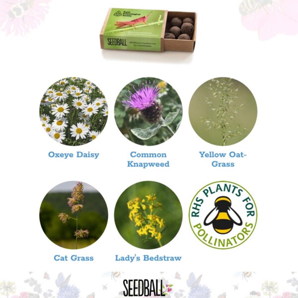 Royal Entomological Society Seedball Box - Image 3