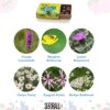 Royal Entomological Society Seedball Box - Image 4