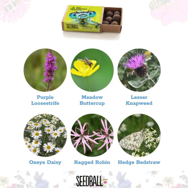 Royal Entomological Society Seedball Box - Image 4