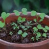 Lawn Flowers Seedball Grab Bag - Image 4
