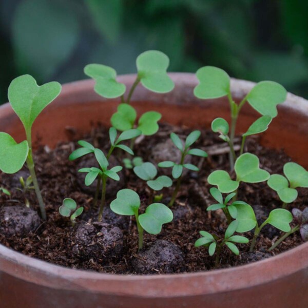 Lawn Flowers Seedball Grab Bag - Image 4