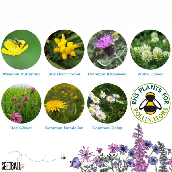 Lawn Flowers Seedball Grab Bag - Image 3
