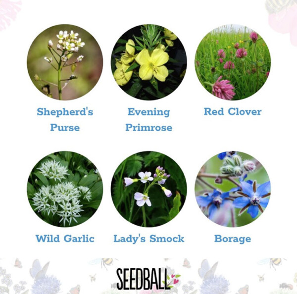 Edible Flowers Mix Seedball Grab Bag - Image 4